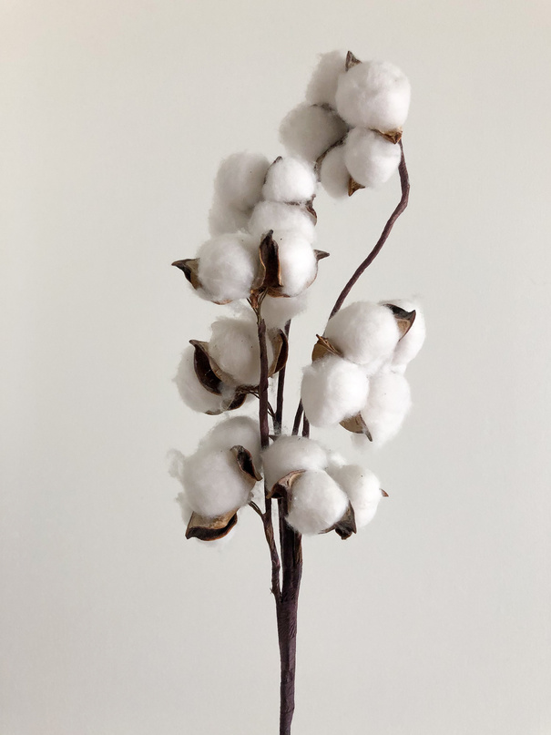 Blooming white cotton with thin stem