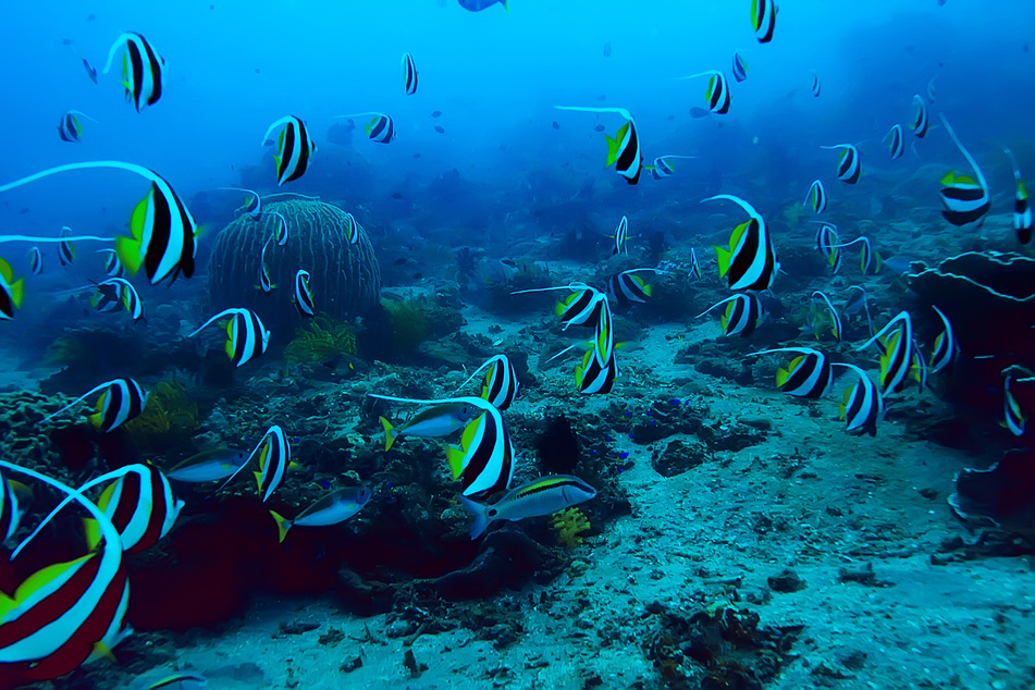 Colorful Underwater Marine Life Environment